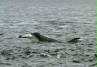 Bottlenose Dolphin